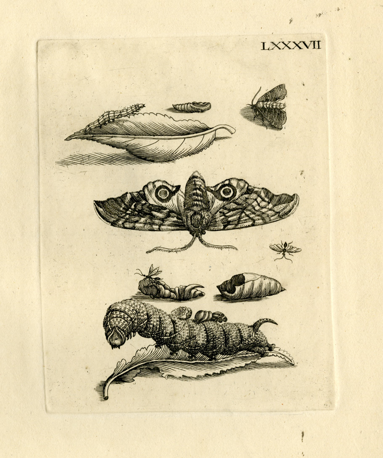 , Antique Prints-FLOWERS-INSECTS-Maria Sybilla Merian-1730, Pictura Antique Prints