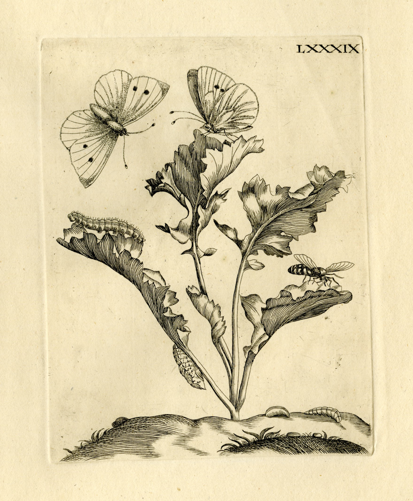 , Antique Prints-FLOWERS-INSECTS-Maria Sybilla Merian-1730, Pictura Antique Prints