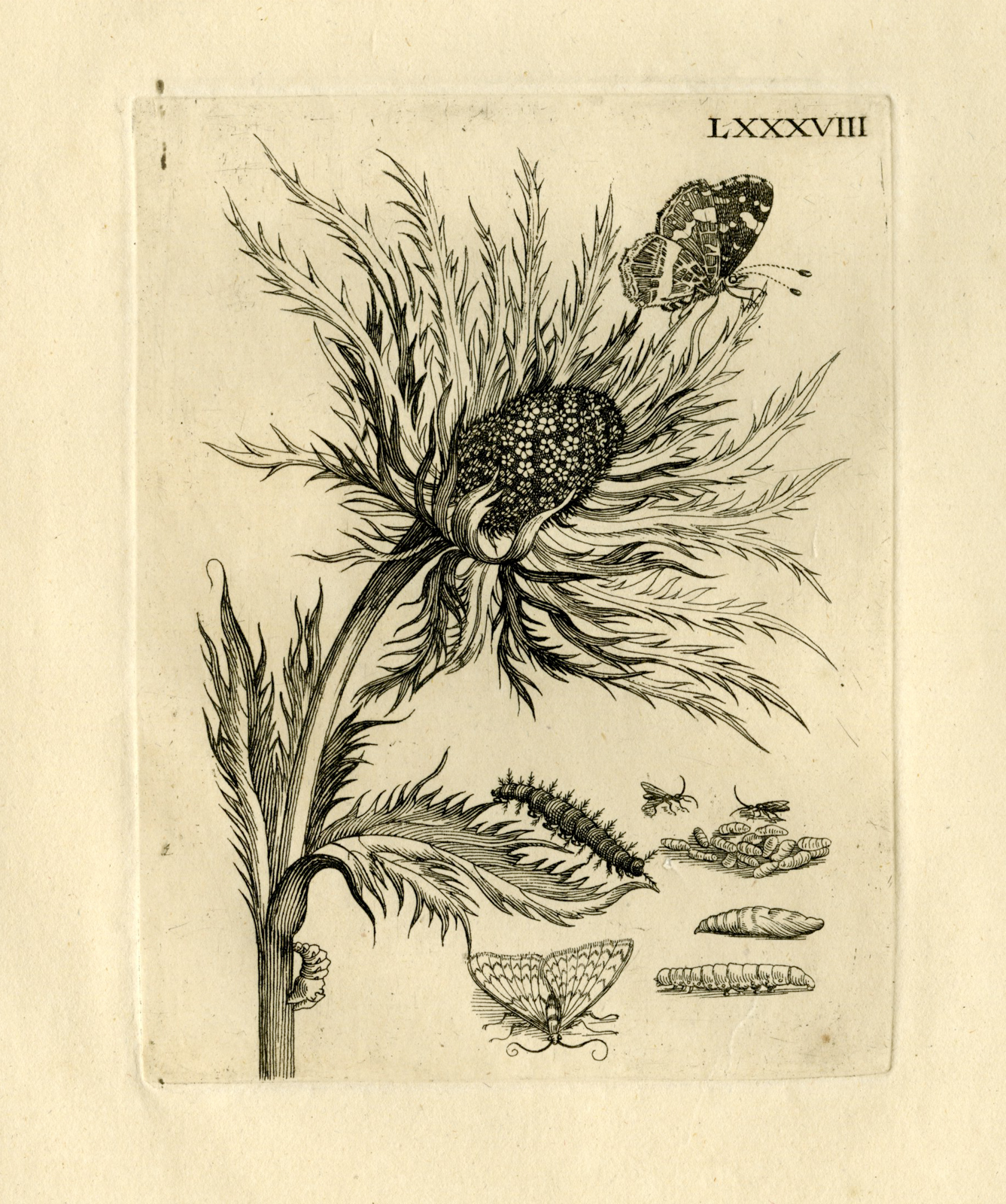 , Antique Prints-FLOWERS-INSECTS-Maria Sybilla Merian-1730, Pictura Antique Prints