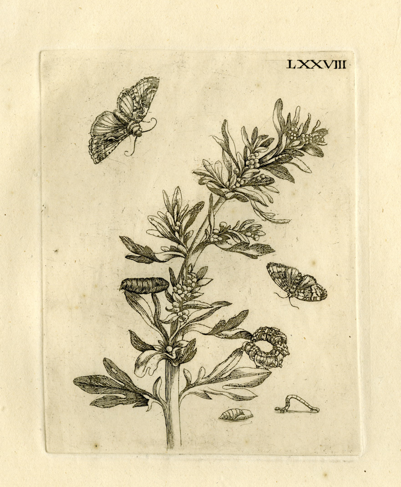, Antique Prints-FLOWERS-INSECTS-Maria Sybilla Merian-1730, Pictura Antique Prints