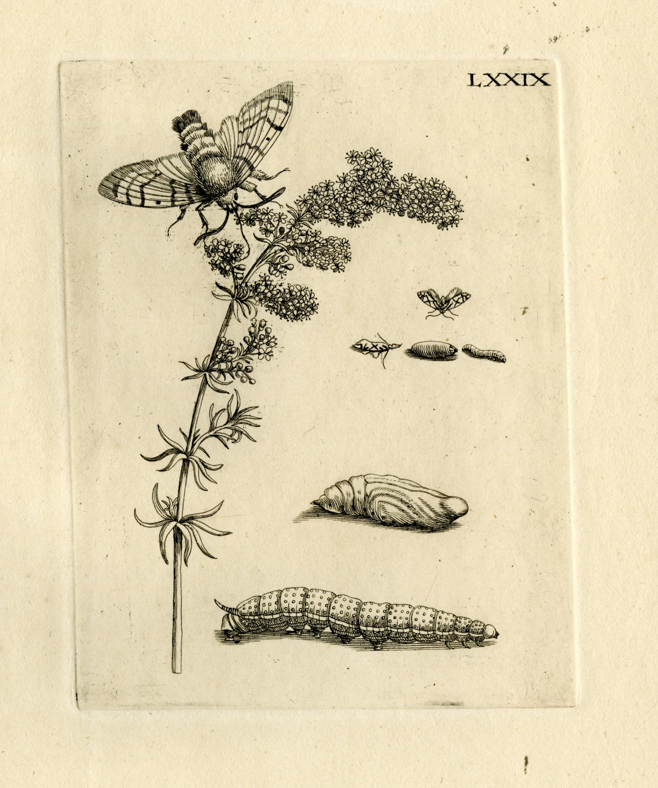 , Antique Prints-FLOWERS-INSECTS-Maria Sybilla Merian-1730, Pictura Antique Prints