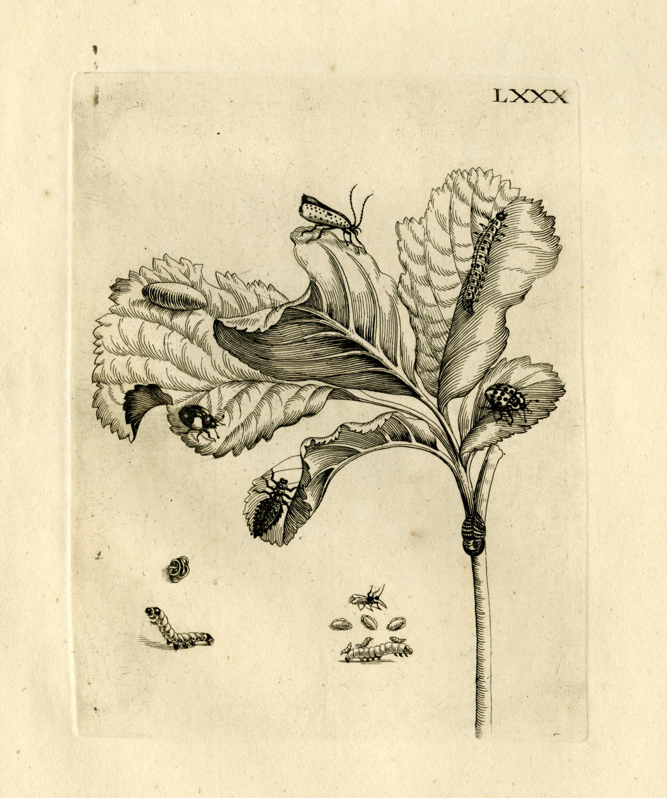 , Antique Prints-FLOWERS-INSECTS-Maria Sybilla Merian-1730, Pictura Antique Prints