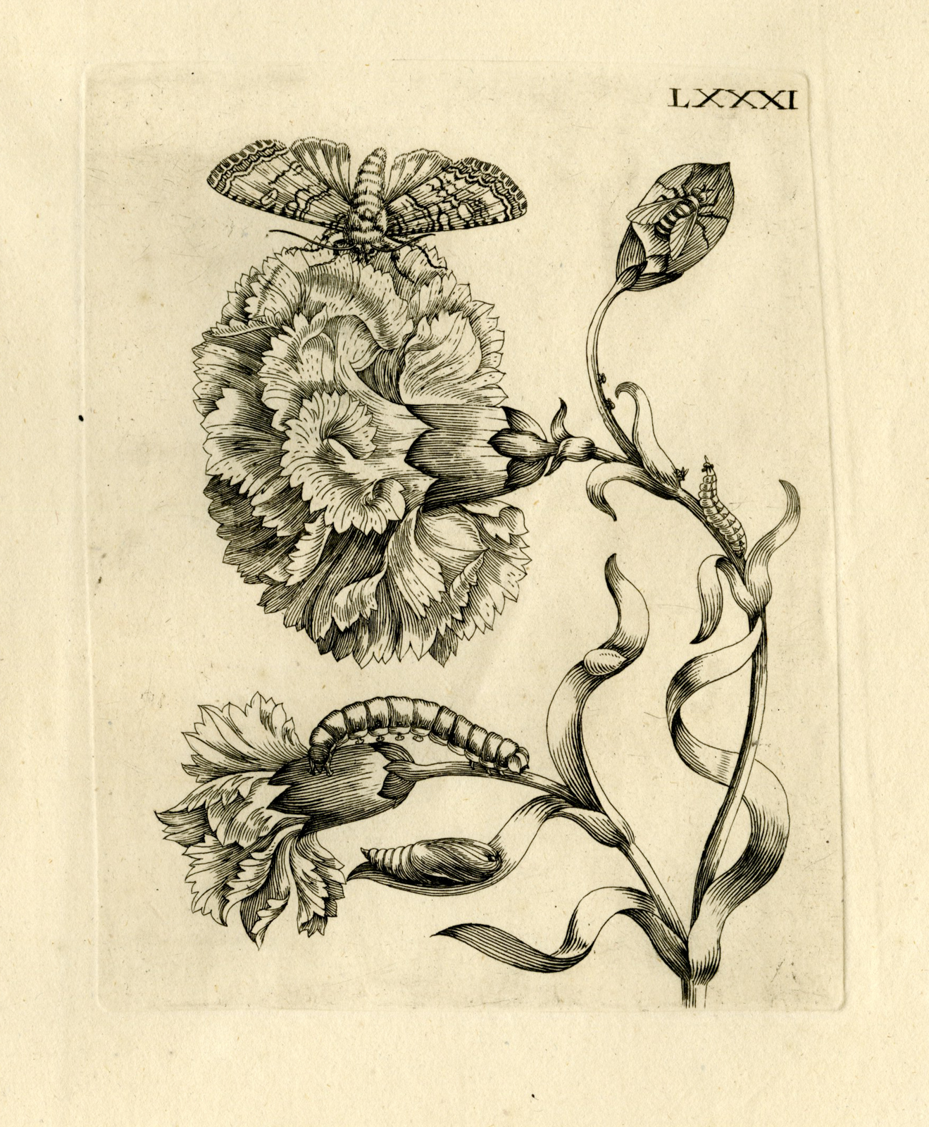 , Antique Prints-FLOWERS-INSECTS-Maria Sybilla Merian-1730, Pictura Antique Prints