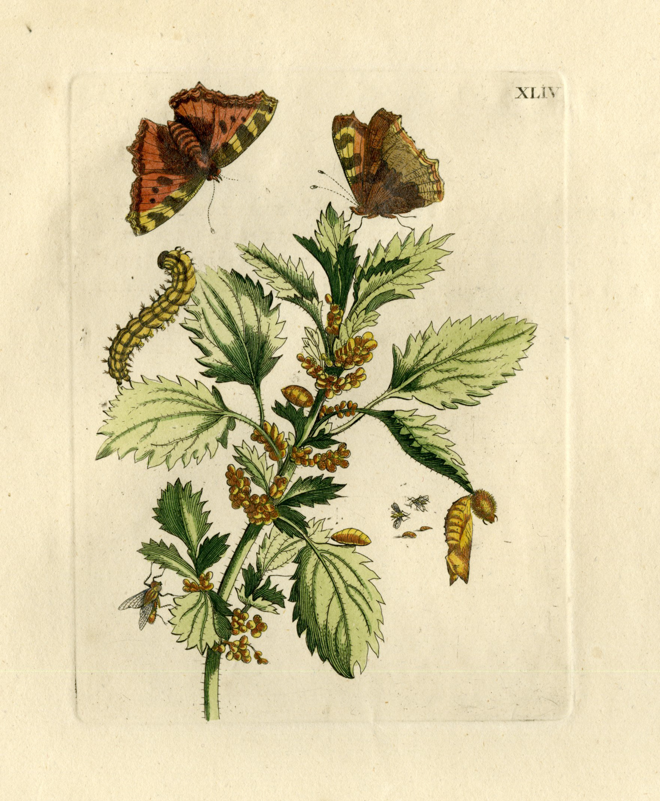 , Antique Prints-FLOWERS-INSECTS-Maria Sybilla Merian-1730, Pictura Antique Prints