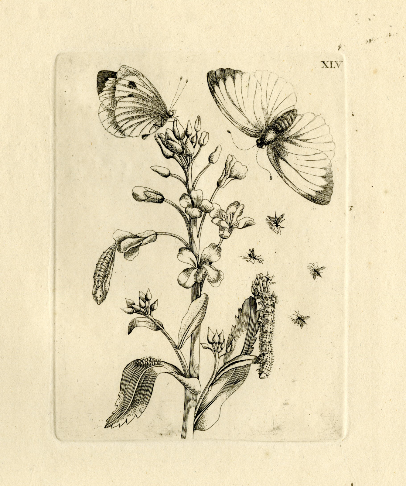 , Antique Prints-FLOWERS-INSECTS-Maria Sybilla Merian-1730, Pictura Antique Prints