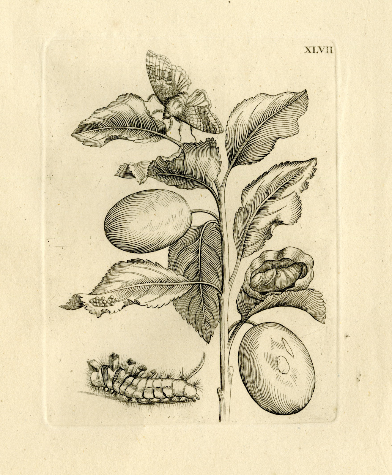 , Antique Prints-FLOWERS-INSECTS-Maria Sybilla Merian-1730, Pictura Antique Prints