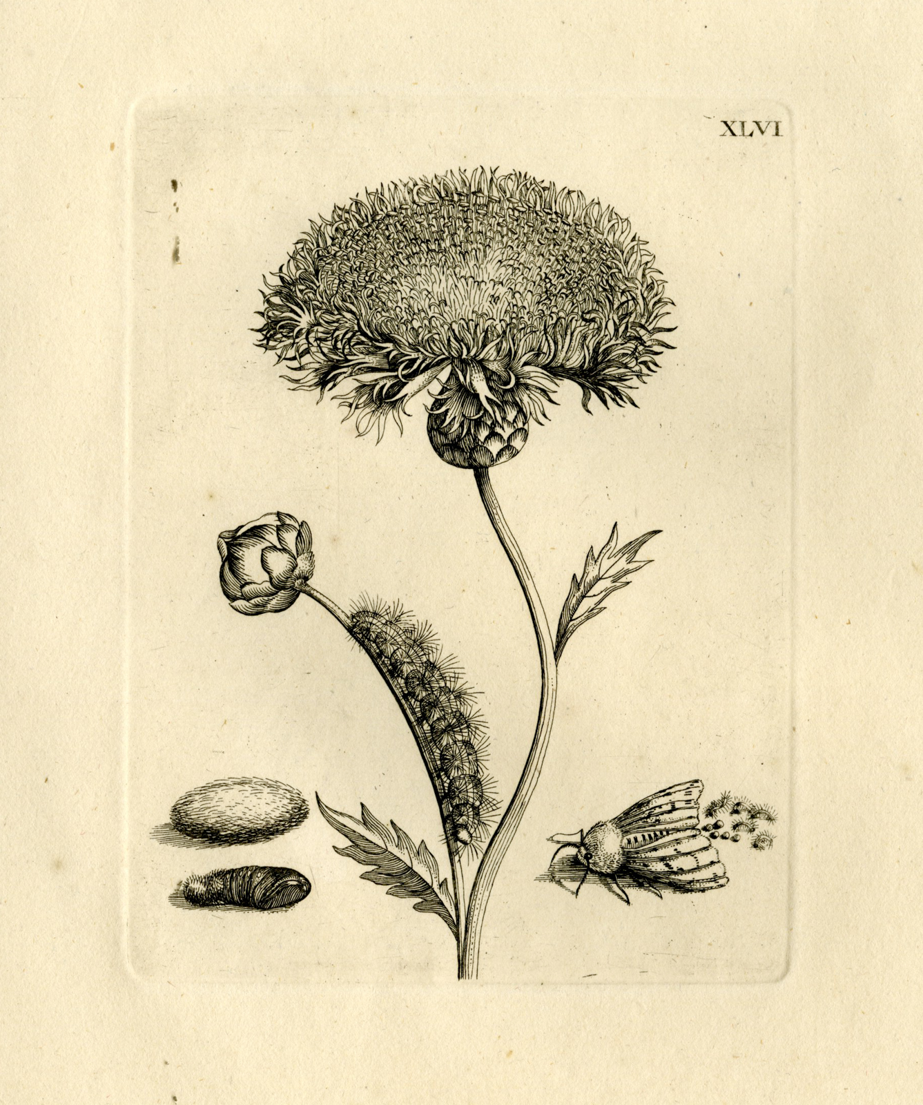 , Antique Prints-FLOWERS-INSECTS-Maria Sybilla Merian-1730, Pictura Antique Prints