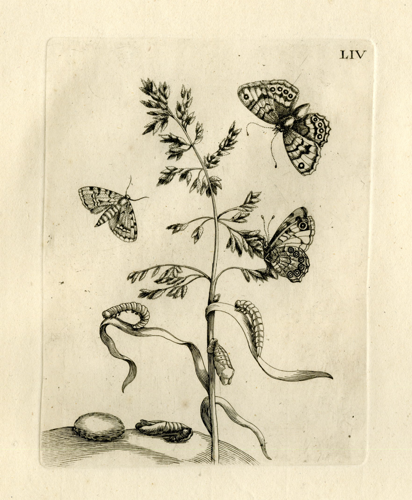 , Antique Prints-FLOWERS-INSECTS-Maria Sybilla Merian-1730, Pictura Antique Prints