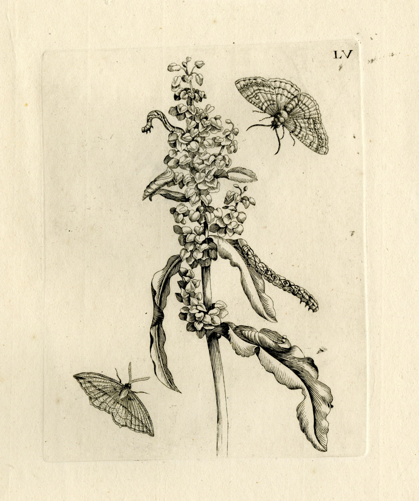 , Antique Prints-FLOWERS-INSECTS-Maria Sybilla Merian-1730, Pictura Antique Prints