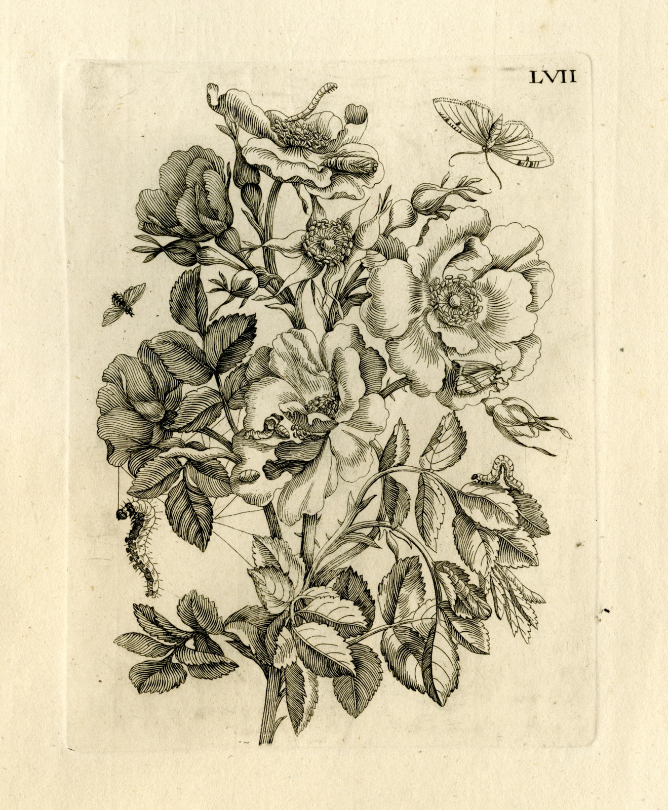 , Antique Prints-FLOWERS-INSECTS-Maria Sybilla Merian-1730, Pictura Antique Prints