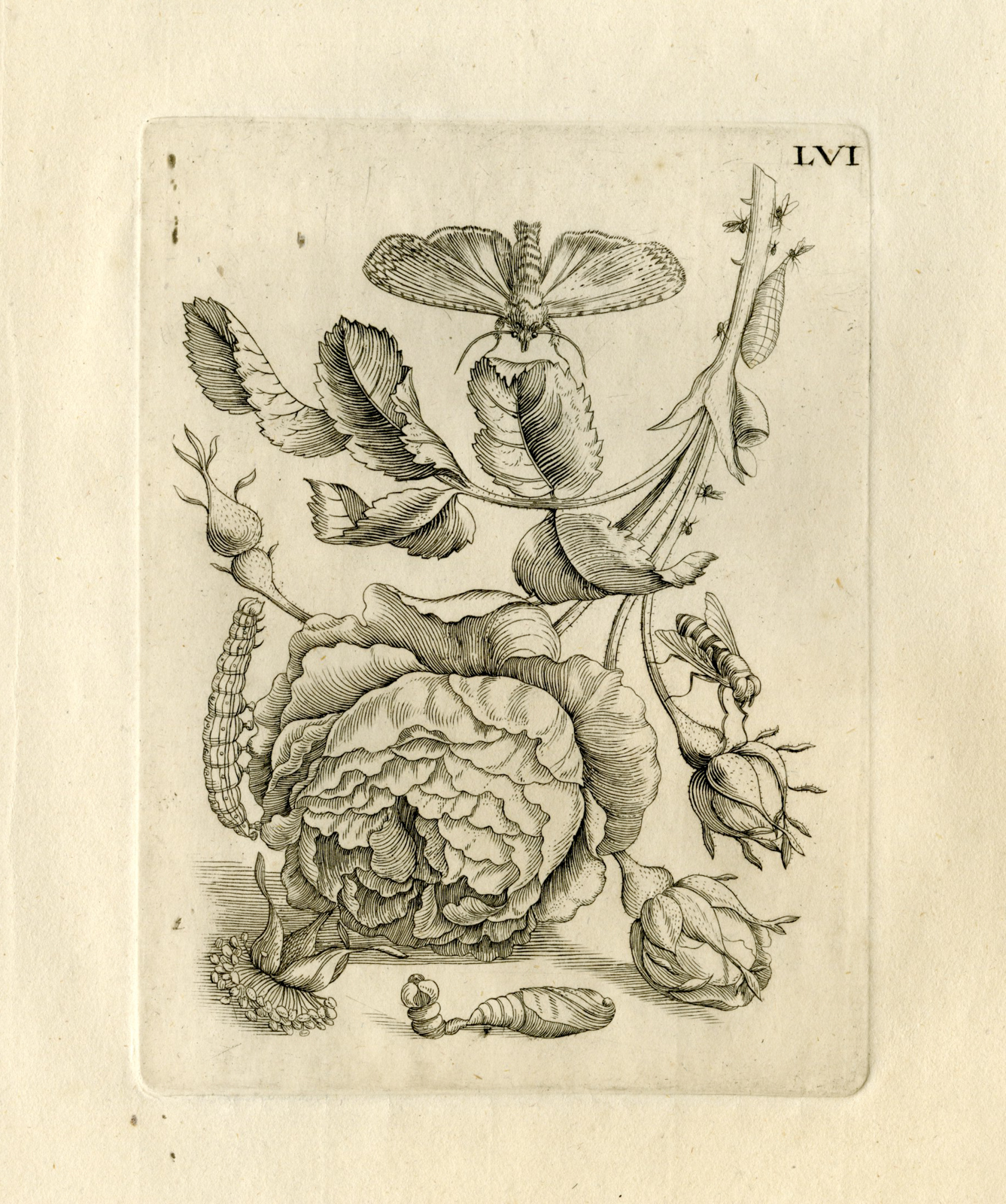 , Antique Prints-FLOWERS-INSECTS-Maria Sybilla Merian-1730, Pictura Antique Prints