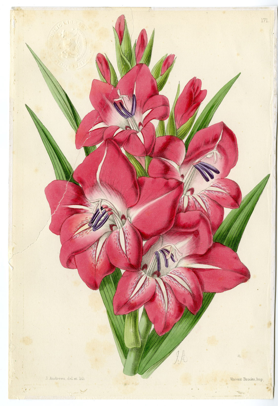 , Antique Print-LILIUM-LILY-FLOWER-Andrews-1865, Pictura Antique Prints