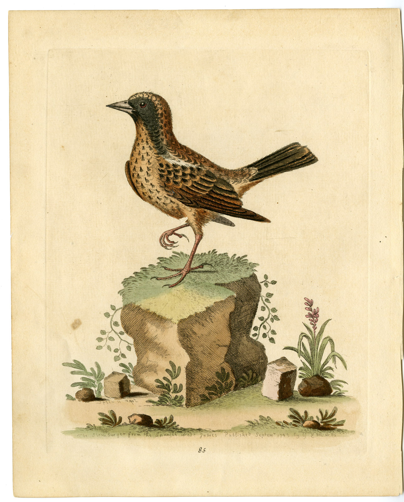 , Antique Print-ORIOLE-SPOT BREASTED-ICTERUS PECTORALIS-PL. 85-Edwards-1743, Pictura Antique Prints
