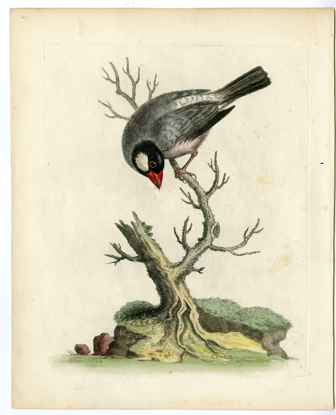 , Antique Print-LONCHURA ORYZIVORA-JAVA SPARROW-LOXIA-PL. 41-Edwards-1743, Pictura Antique Prints