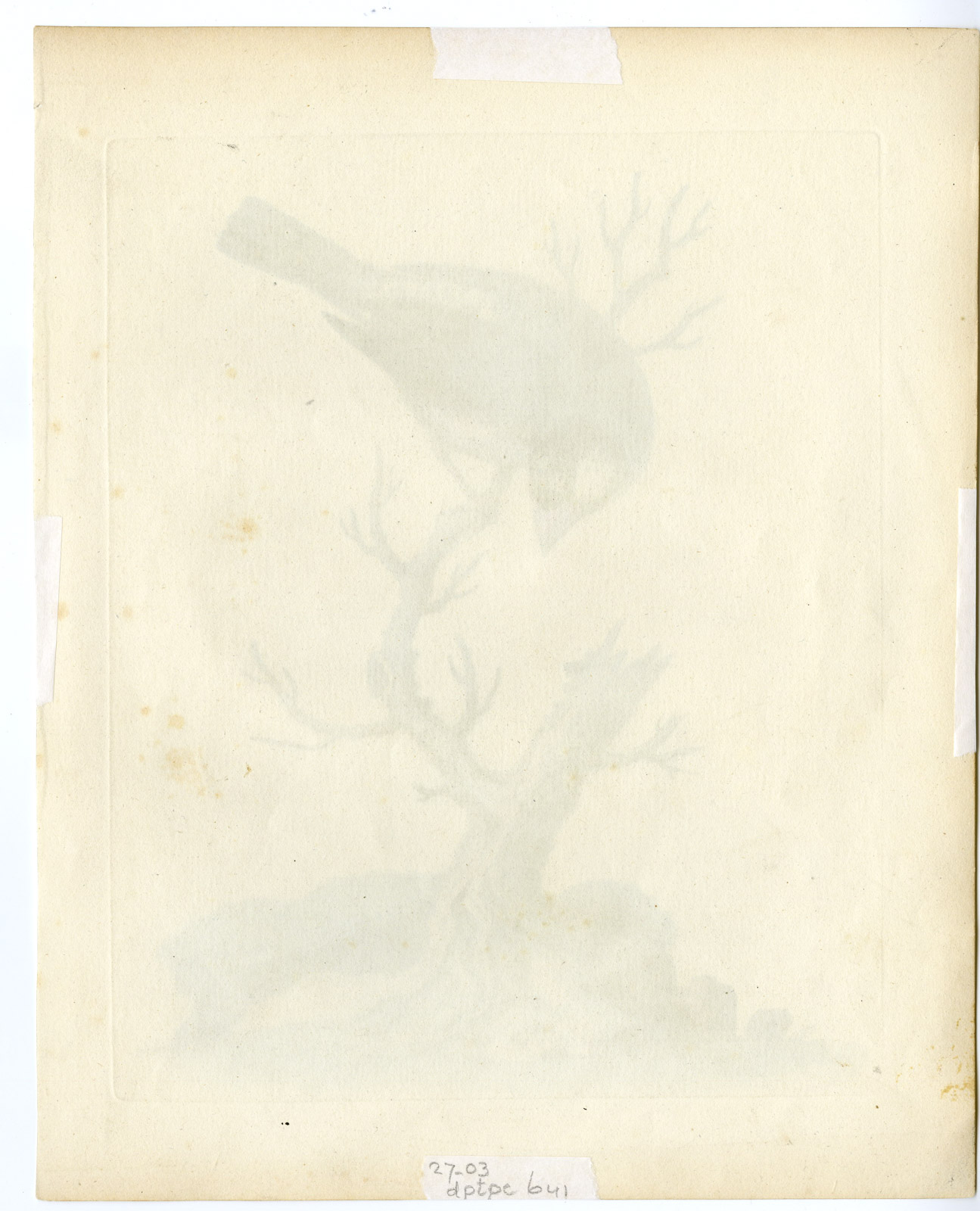 , Antique Print-LONCHURA ORYZIVORA-JAVA SPARROW-LOXIA-PL. 41-Edwards-1743, Pictura Antique Prints