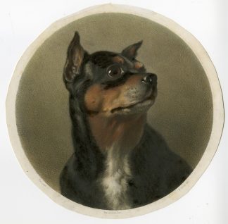 Antique Master Print-DOG-ROTTWEILER-Sirouy-Earl-1870