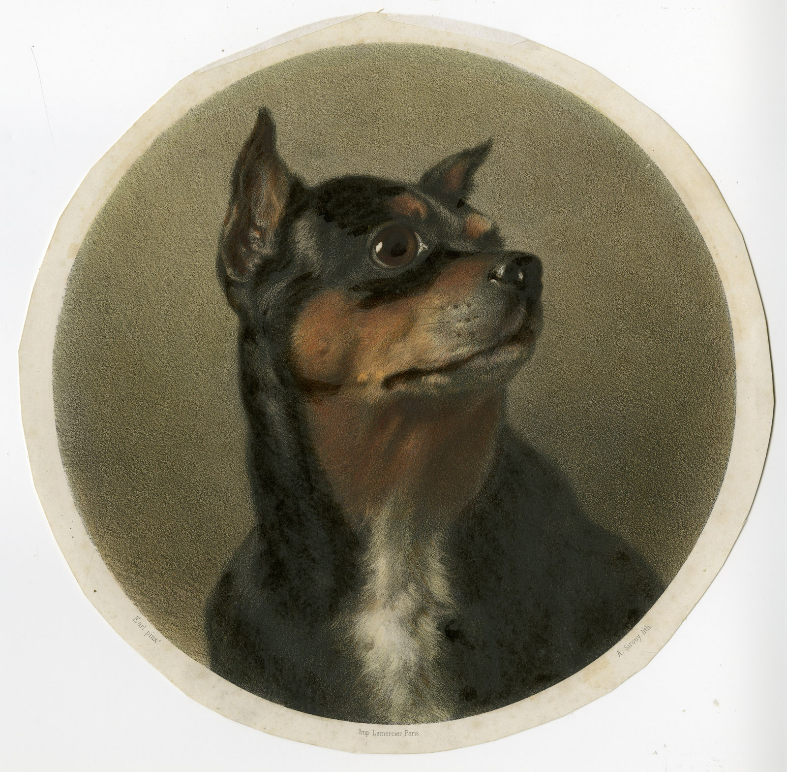 , Antique Master Print-DOG-ROTTWEILER-Sirouy-Earl-1870, Pictura Antique Prints