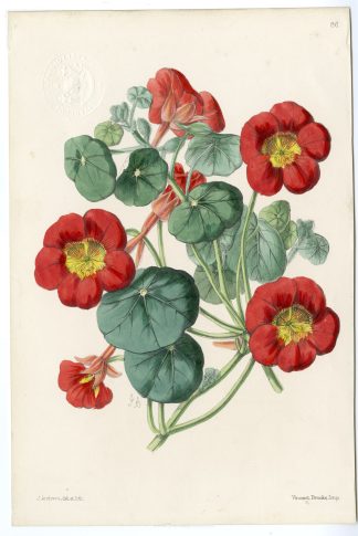 Antique Print-FLOWER-RED-YELLOW-UNIDENTIFIED-PL. 86-Andrews-1865