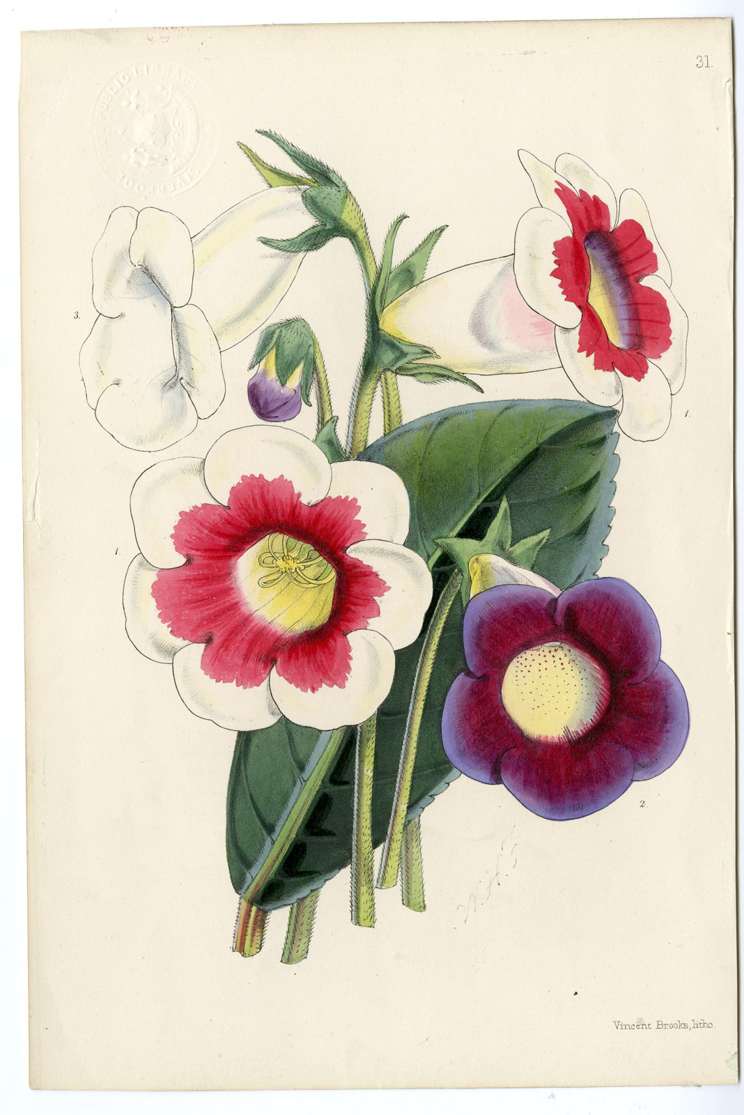 , Antique Print-FLOWER-CONVOLVULACEAE-MORNING GLORY-Brooks-1865, Pictura Antique Prints