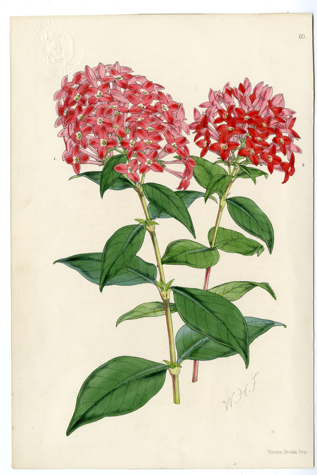 , Antique Print-BOUVARDIA TERNIFOLIA-SCARLET BOUVARDIA-PL. 60-Brooks-1862, Pictura Antique Prints