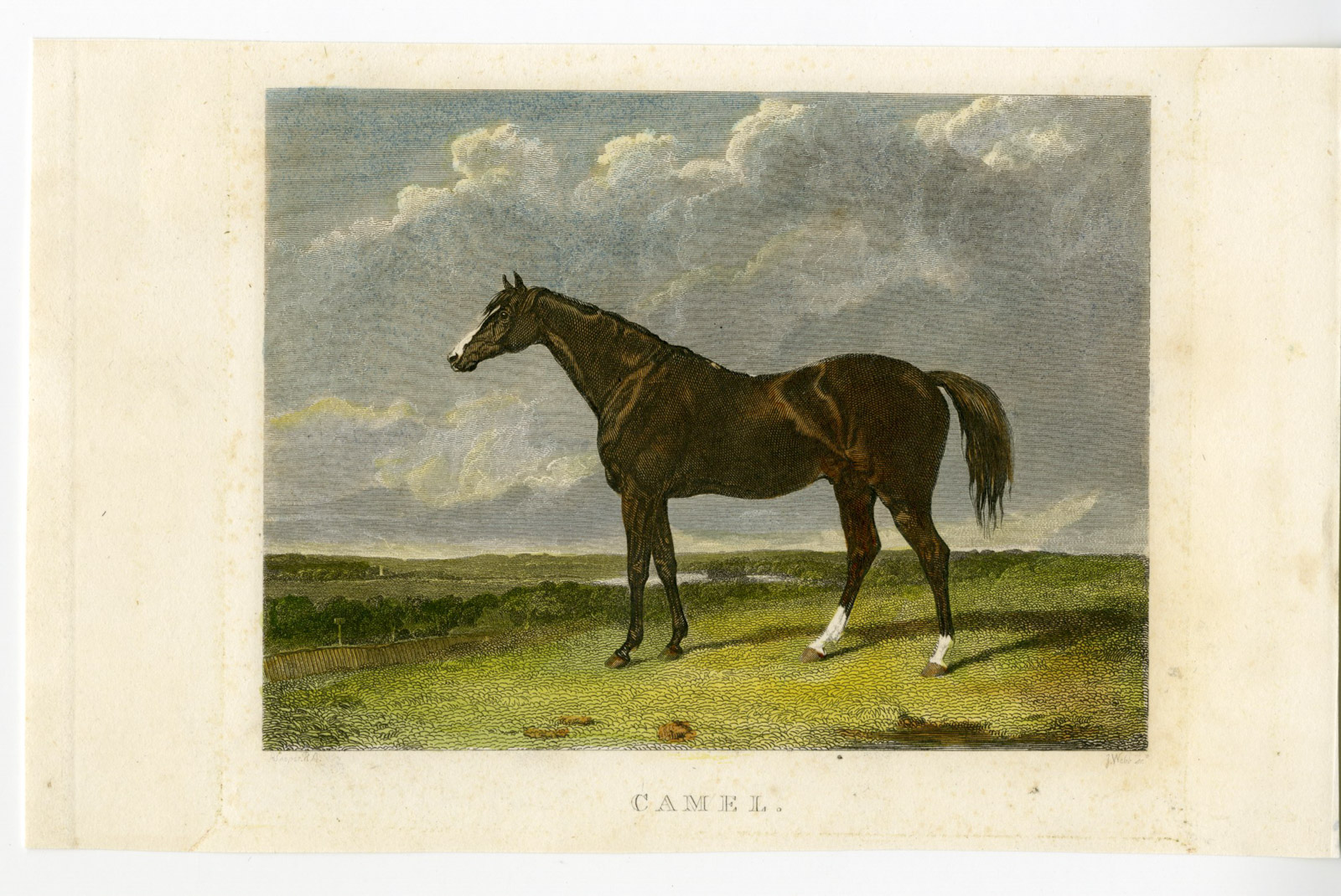 , Antique Print-HORSE-CAMEL-PORTRAIT-Webb-Cooper-1835, Pictura Antique Prints