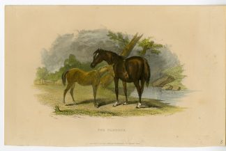 Antique Print-HORSE-FOAL-PADDOCK-FIELD-Scott-Giles-1850