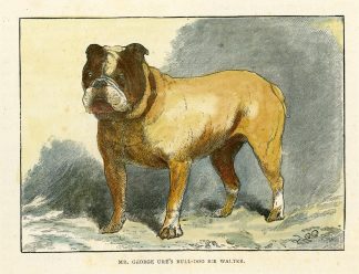 Antique Print-BULLDOG-SIR WALTER-GEORGE URE-Burton Barker-1881