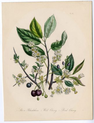 Antique Print-PRUNUS-SPINOSA-AVIUM-SLOE-WILD CHERRY-Loudon-1845