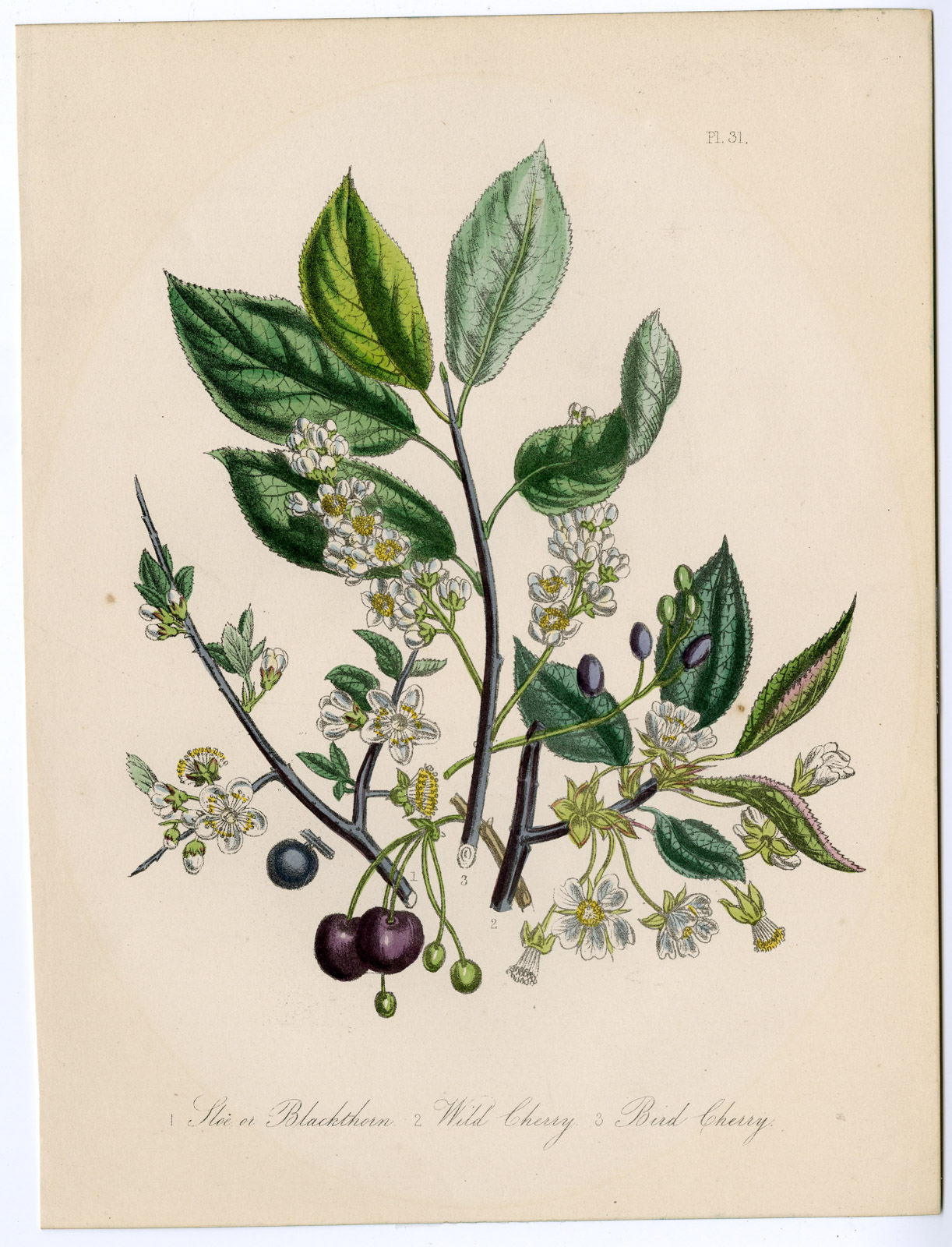 , Antique Print-PRUNUS-SPINOSA-AVIUM-SLOE-WILD CHERRY-Loudon-1845, Pictura Antique Prints