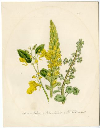 Antique Print-UMBILICIS RUPESTRIS-IMPATIENS-NAVELWORT-TOUCH ME NOT-Loudon-1859