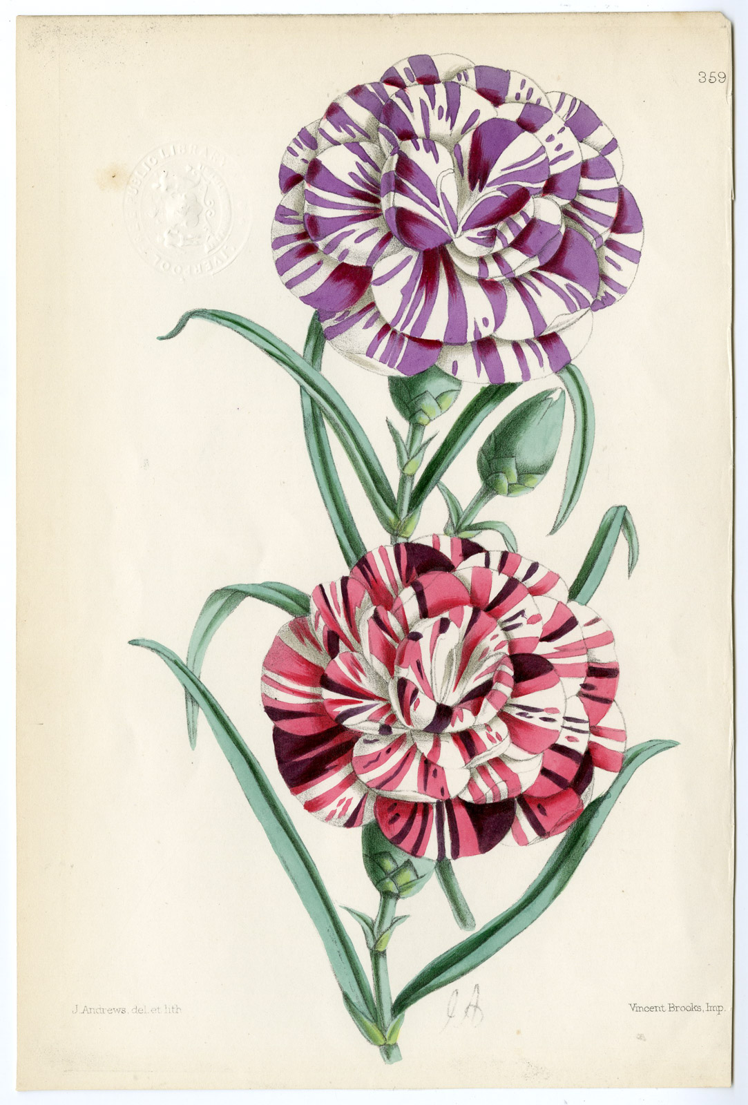 , Antique Print-CARNATION-TRUE BLUE-ECCENTRIC-FLOWER-PL. 359-Andrews-1867, Pictura Antique Prints