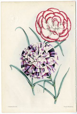 Antique Print-CARNATION-FLOWER-PL. 176-Andrews-1863