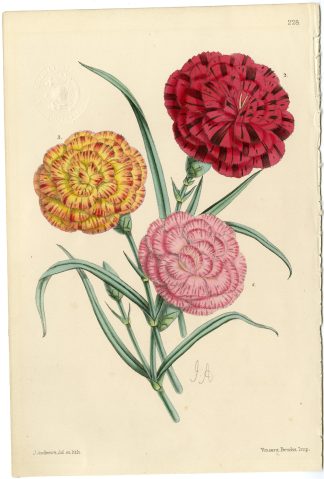 Antique Print-CARNATION-DIANTHUS-FLOWER-PL. 228-Andrews-1865