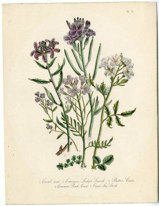 Antique Print-BITTERCRESS-ROCKCRESS-CUCKOO-STOCK-Loudon-1845