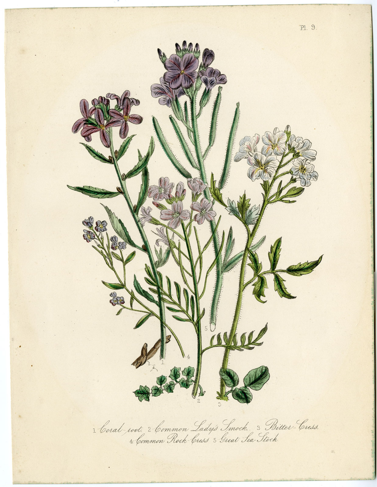 , Antique Print-BITTERCRESS-ROCKCRESS-CUCKOO-STOCK-Loudon-1845, Pictura Antique Prints