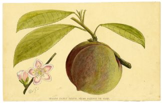 Antique Print-FRUIT-HALE'S EARLY PEACH-PECHE PRECOCHE-W.G.S.-1880