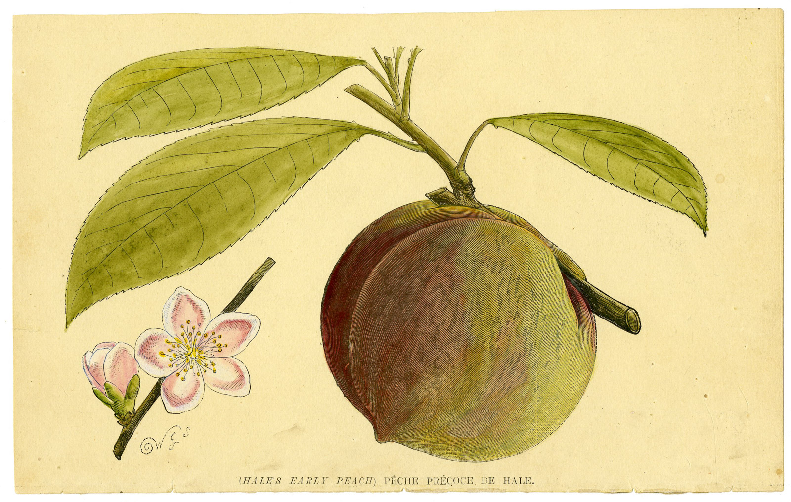 , Antique Print-FRUIT-HALE’S EARLY PEACH-PECHE PRECOCHE-W.G.S.-1880, Pictura Antique Prints