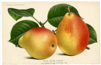 Antique Print-PEAR-CERISE DOUBLE-FRUIT-De Pannemaeker-1875