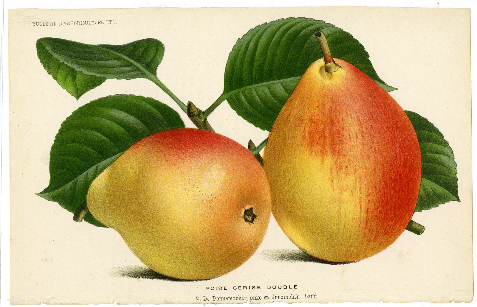 , Antique Print-PEAR-CERISE DOUBLE-FRUIT-De Pannemaeker-1875, Pictura Antique Prints