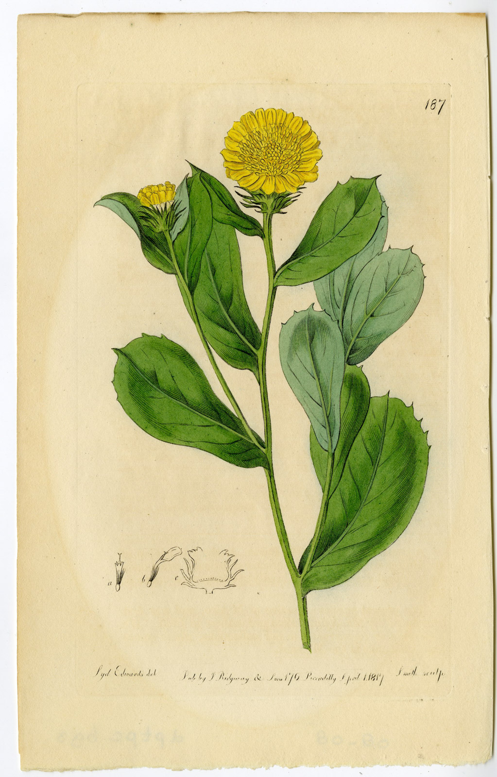 , Antique Print-MARIGOLD-CALENDULA OFFICINALIS-PL. 187-Smith-Edwards-1817, Pictura Antique Prints