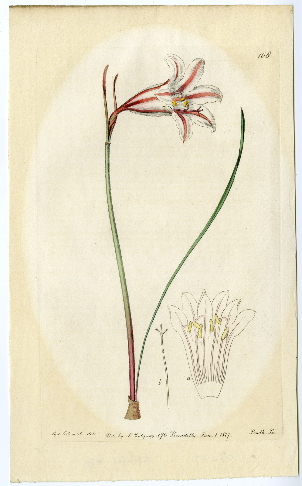 , Antique Print-AMARYLLIS-PL. 168-Smith-Edwards-1817, Pictura Antique Prints