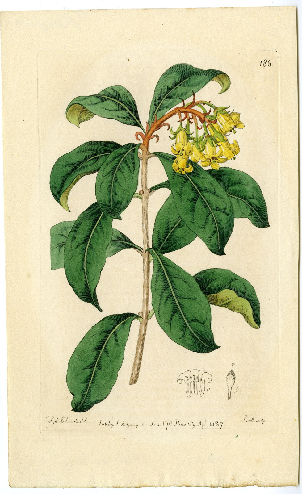 , Antique Print-PARSONIA-YELLOW-FLOWER-PL. 186-Smith-Edwards-1817, Pictura Antique Prints
