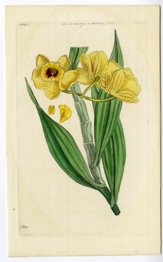 Antique Print-ORCHID-CATTLEYA-FLOWER-1299-Watts-J.L.-1830