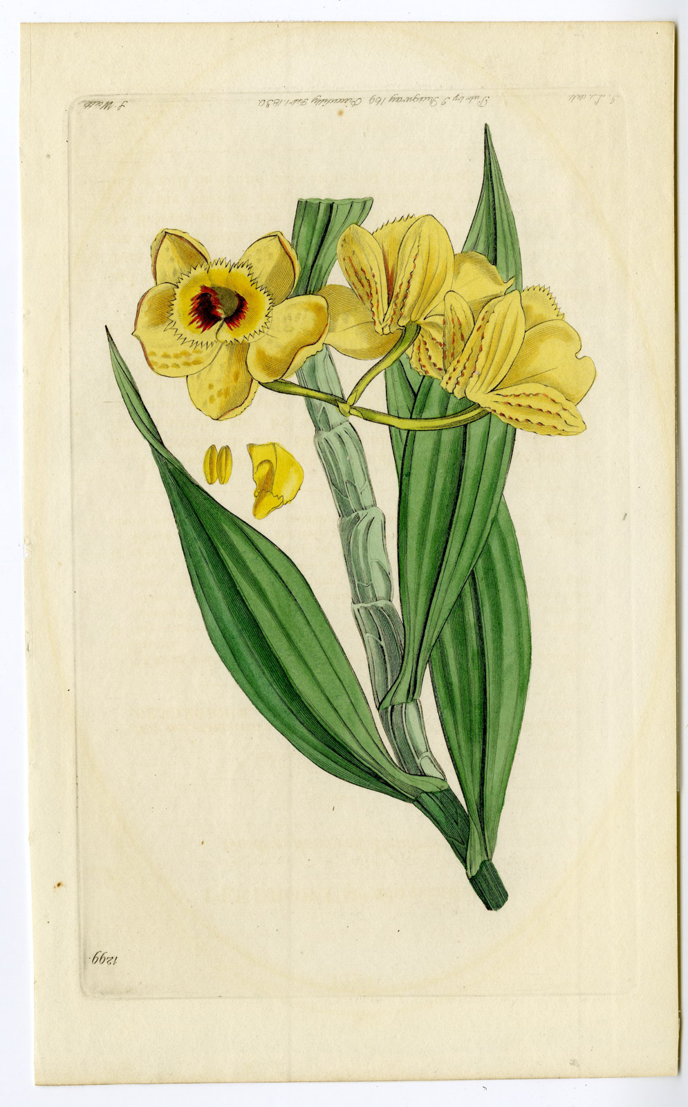 , Antique Print-ORCHID-CATTLEYA-FLOWER-1299-Watts-J.L.-1830, Pictura Antique Prints