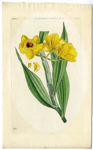 Antique Print-ORCHID-CATTLEYA-FLOWER-Watts-J.L.-1830