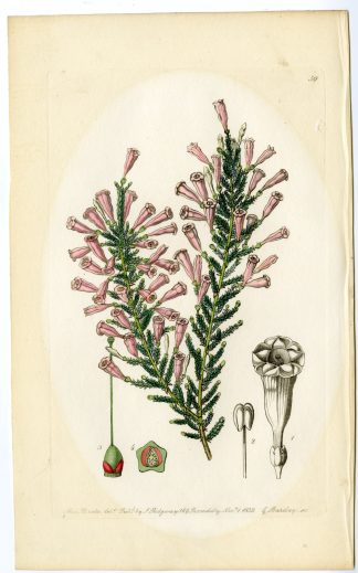 Antique Print-CALLUNA-HEATHER-CULTIVAR-PL. 59-Barclay-Drake-1839