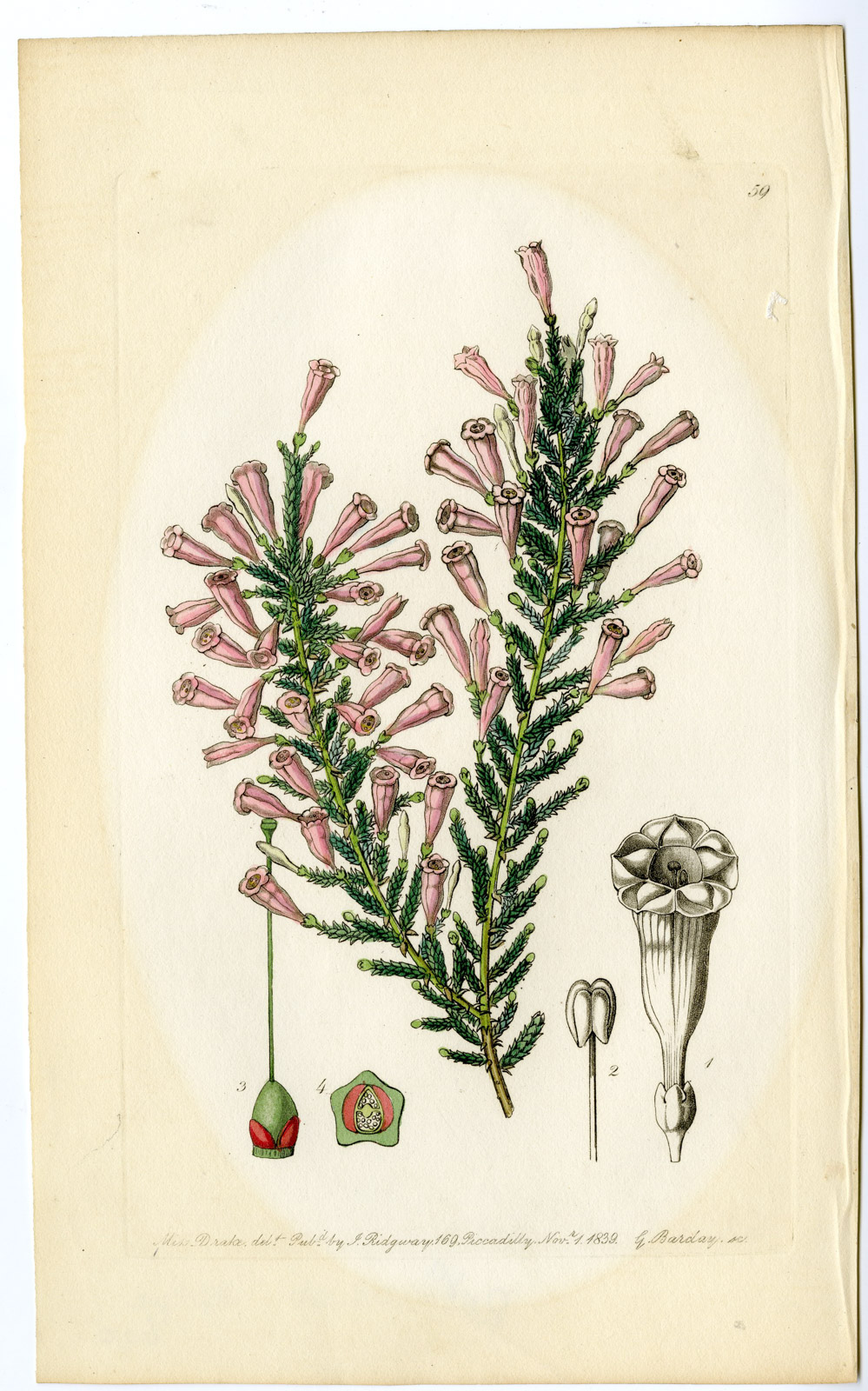 , Antique Print-CALLUNA-HEATHER-CULTIVAR-PL. 59-Barclay-Drake-1839, Pictura Antique Prints