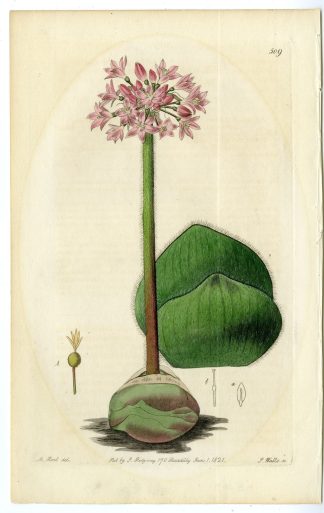 Antique Print-FLOWER-TUBEROUS-UMBELLIFEROUS-PL. 509-Watts-Hart-1821