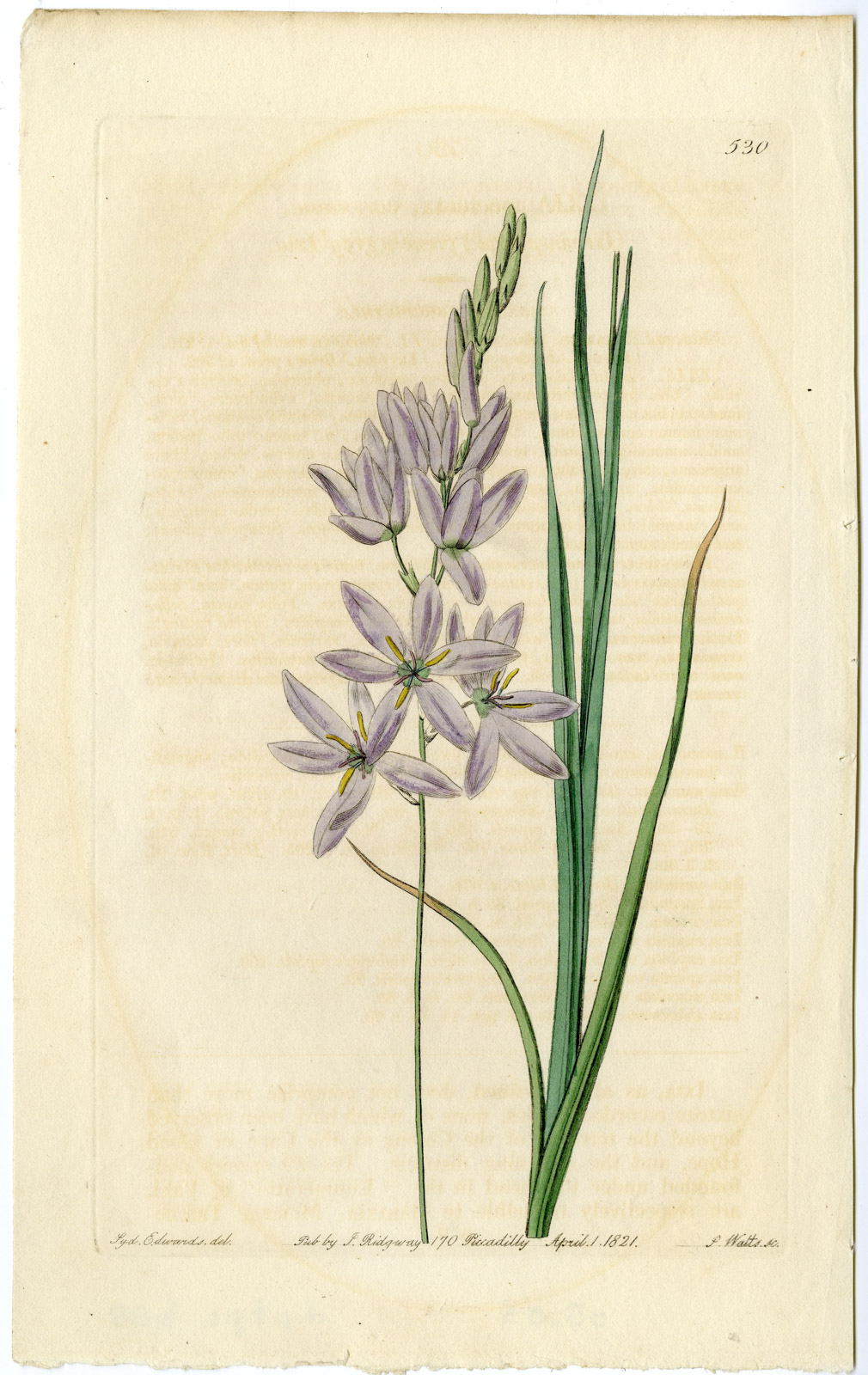 , Antique Print-SCHIZOSTYLIS-KAFIR LILY-PL. 530-Watts-Edwards-1821, Pictura Antique Prints