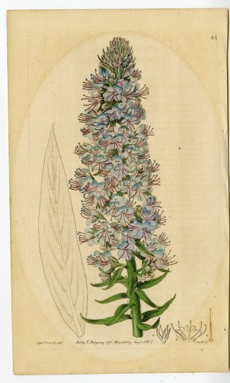 Antique Print-FLOWER-UNIDENTIFIED-PL. 44-Smith-Edwards-1815